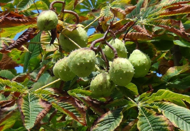 Rosa Mª Masana i Ribas