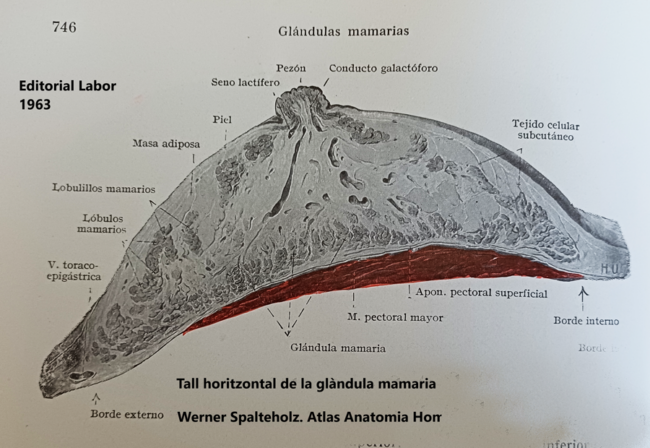Rosa Mª Masana i Ribas