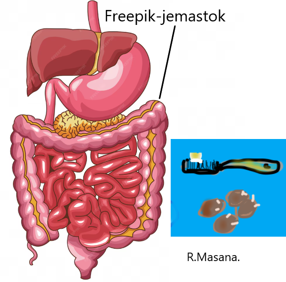 Rosa Mª Masana i Ribas